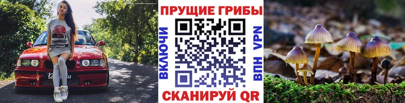 дарнет шоп  Рудня  Псилоцибиновые грибы GOLDEN TEACHER 